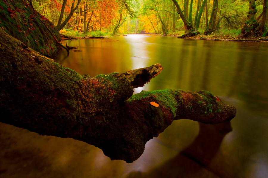 fotografia_lasy_62