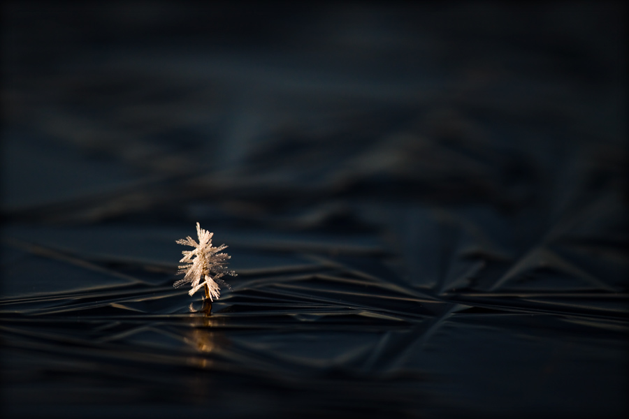 fotografia_przyrody_6