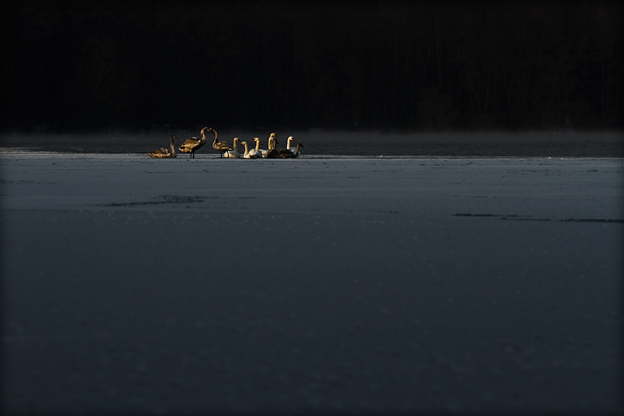 fotografia_przyrodnicza_6