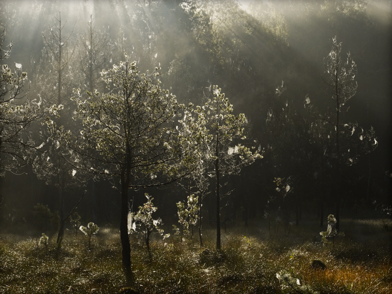 fotografia_przyrodnicza_5