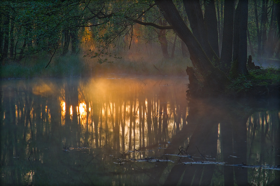 fotografia_lasy_41