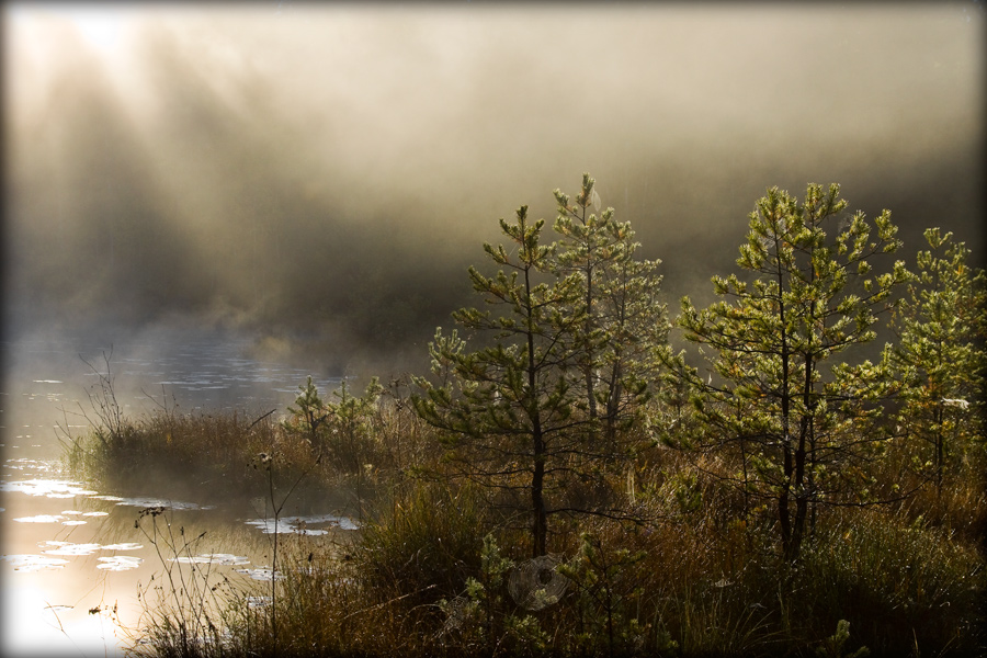fotografia_przyrodnicza_1