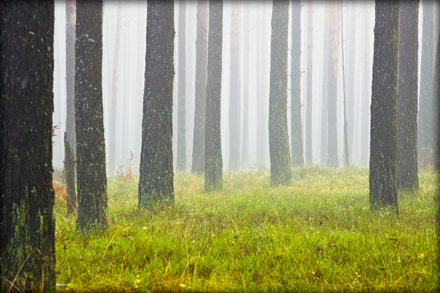 fotografia_przyrodnicza_2
