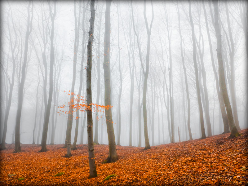 fotografia_przyrodnicza_5