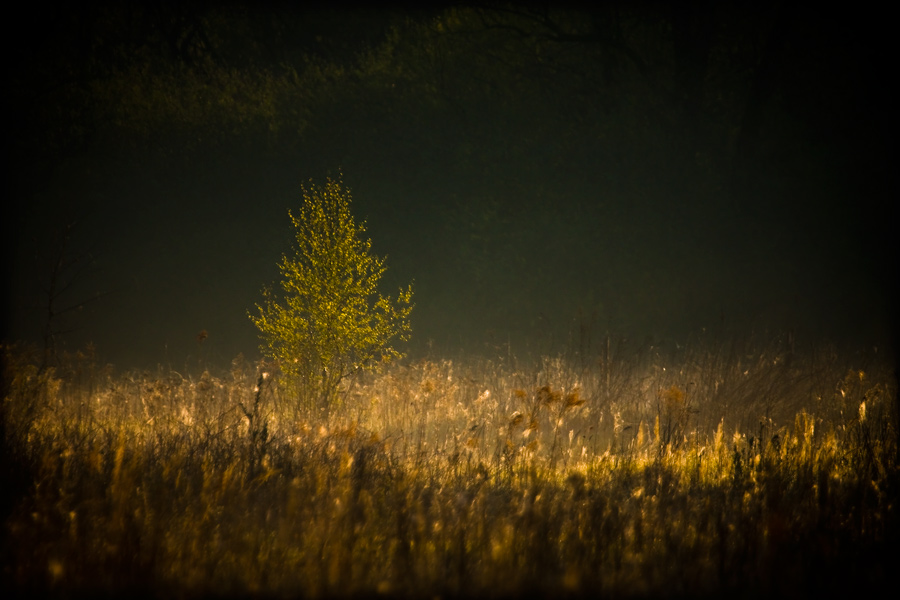 fotografia_przyrodnicza_1