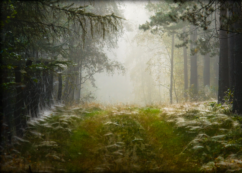 fotografia_przyrodnicza_3