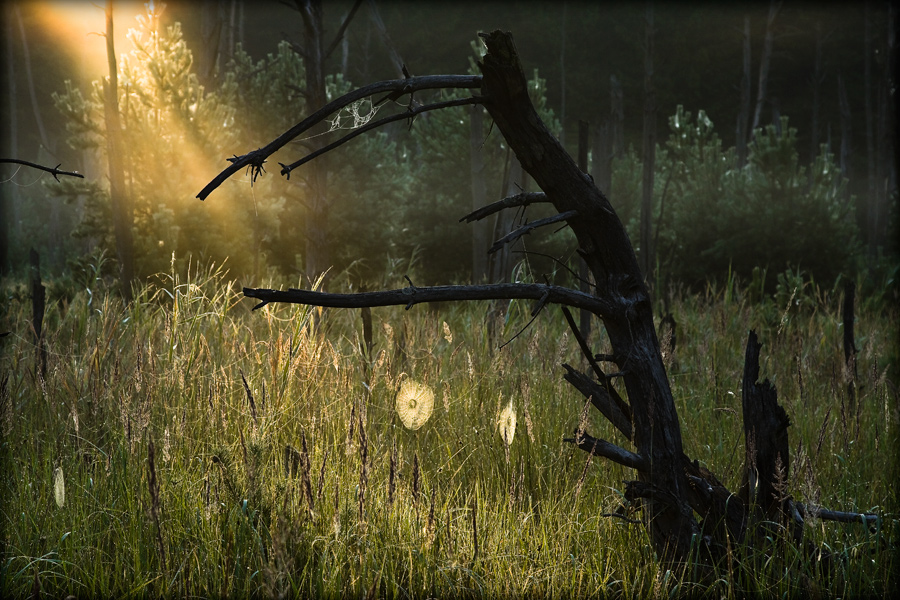 fotografia_przyrodnicza_5