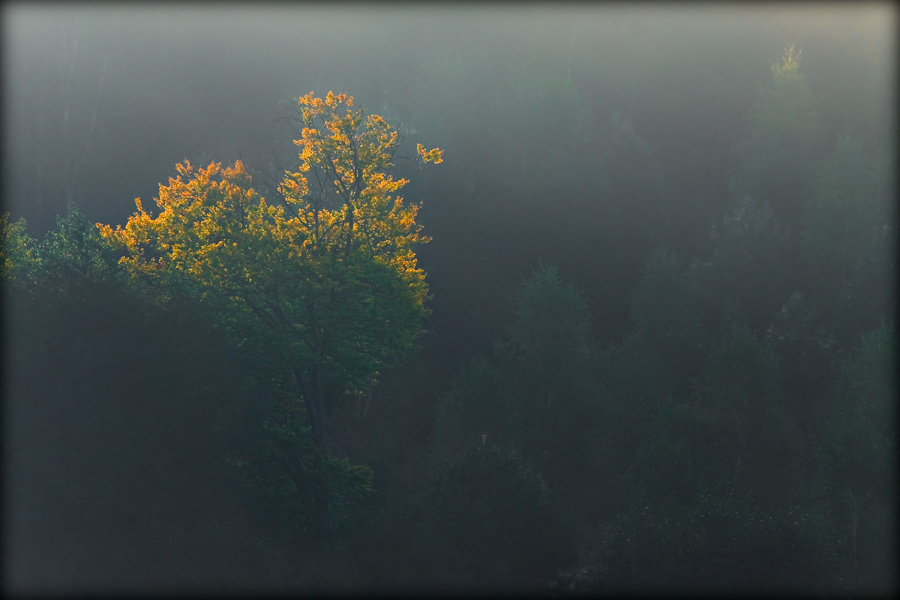 fotografia_przyrodnicza_6