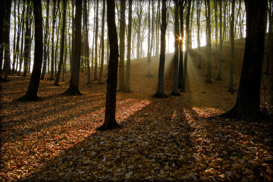 fotografia_przyrodnicza_8