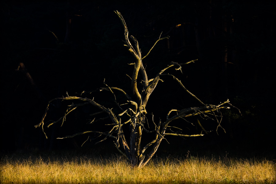 fotografia_przyrodnicza_9