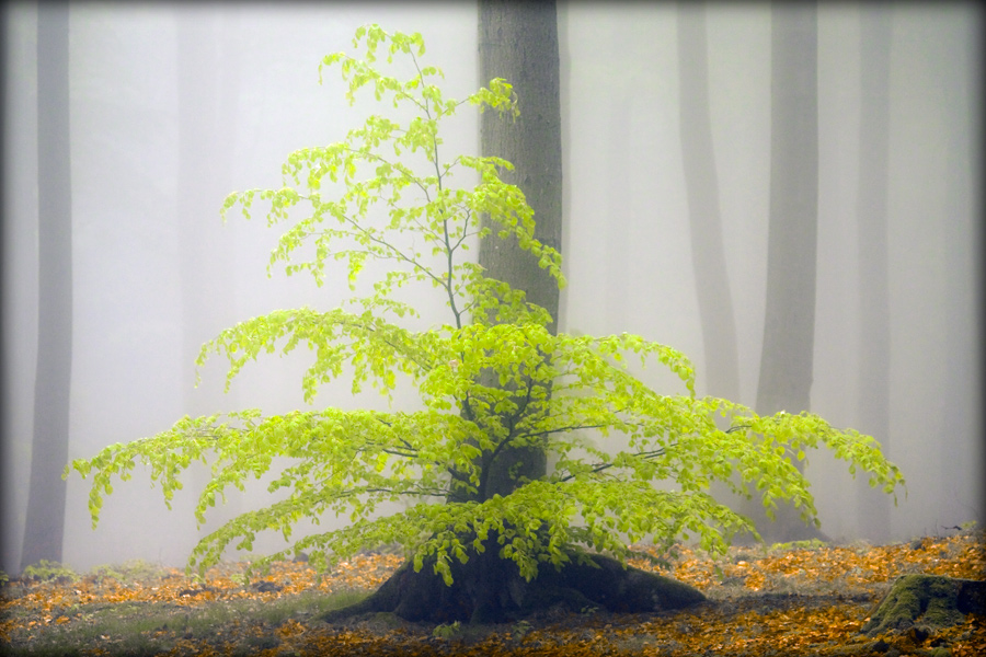 fotografia_przyrodnicza_8
